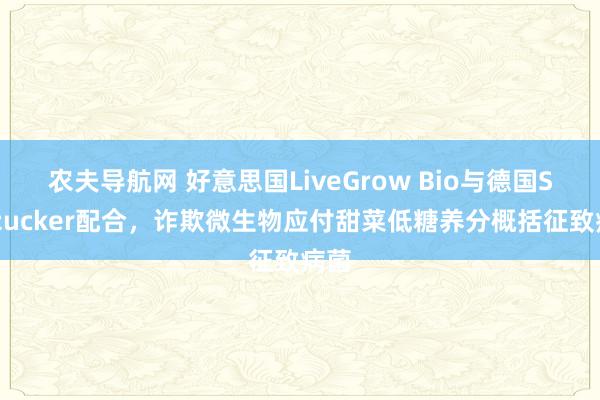 农夫导航网 好意思国LiveGrow Bio与德国Südzucker配合，诈欺微生物应付甜菜低糖养分概括征致病菌